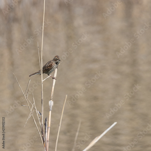 Rohrammer, Weibchen photo