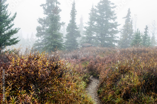 Scenic landscape in Denali Park of Blueberries and hiking trails.