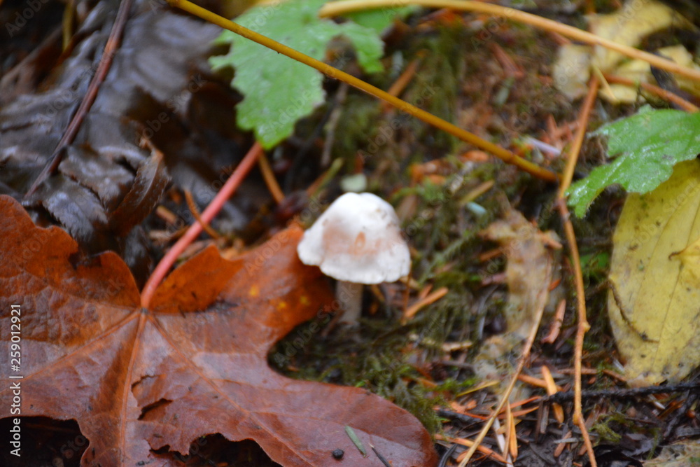 mushroom in the forest mushroom in the forest