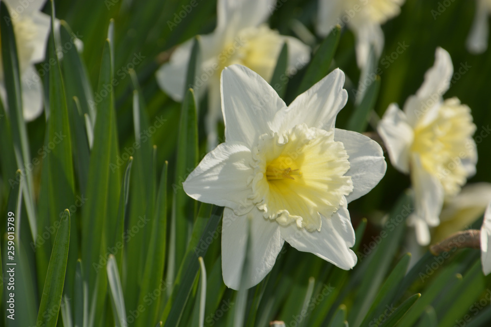 Narzissen - Narcissus Narzissen - Narcissus