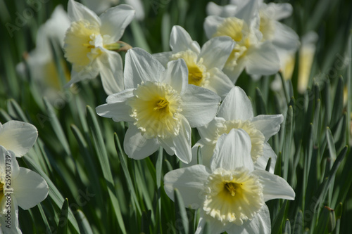 Narzissen - Narcissus