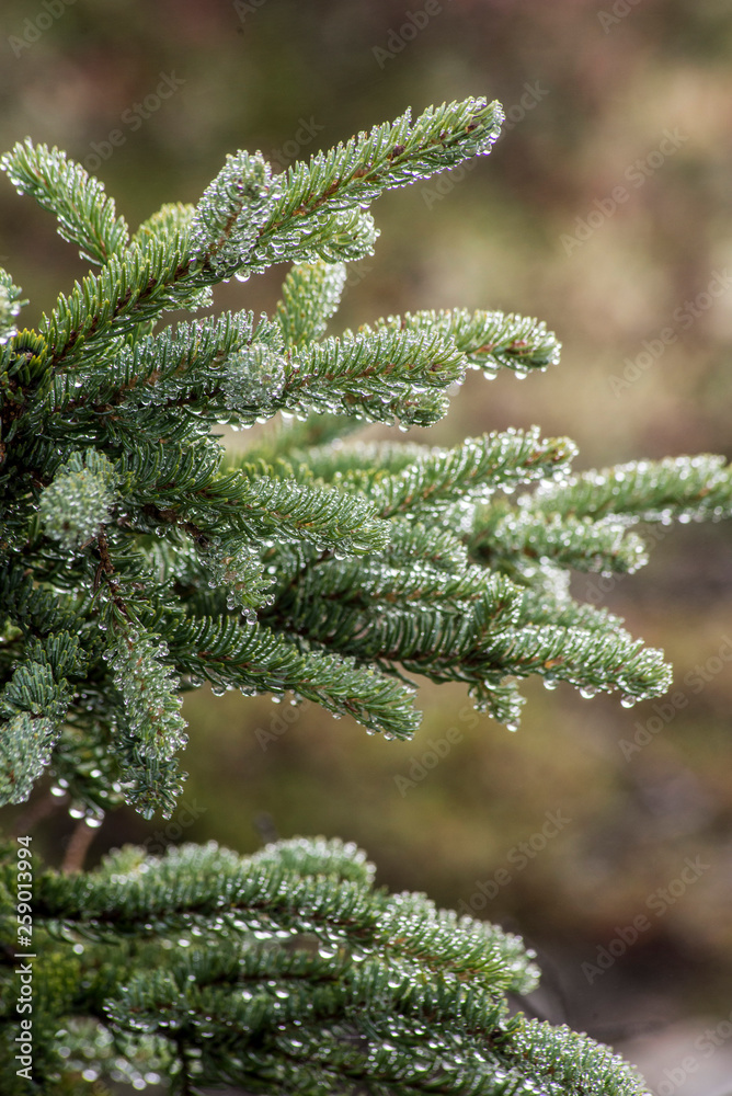 Closeup raindrops on green pine branches in Denali National Park. Closeup raindrops on green pine branches in Denali National Park.