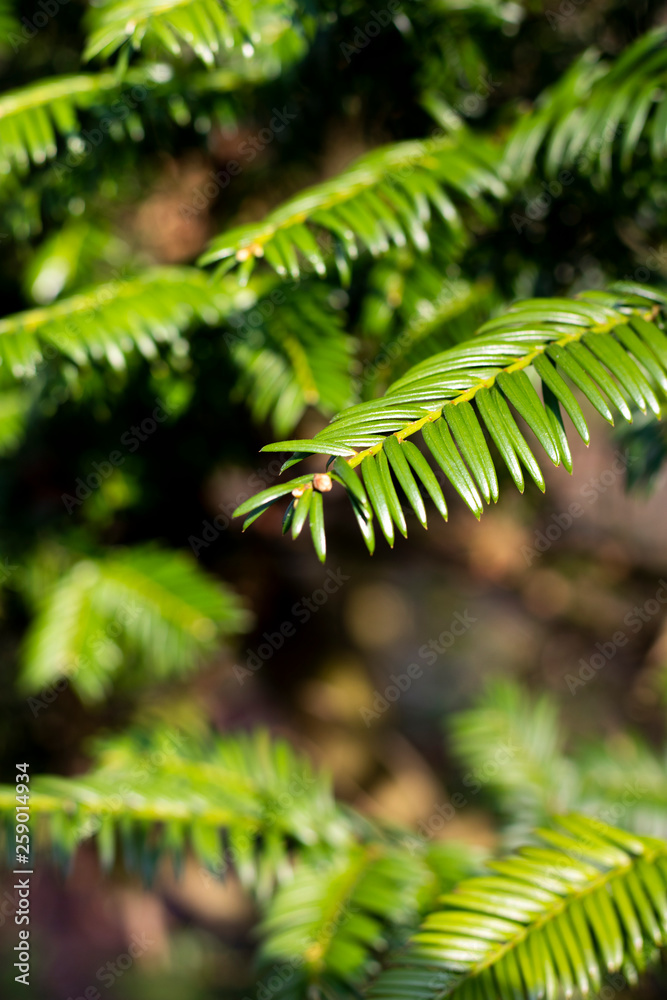 Naklejka premium Springtime new leaf growth on tree with shallow depth of field 