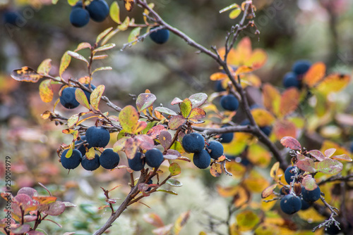 Closeup Blueberries ripe on the vine in Alaska.