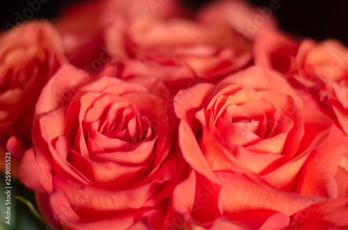 Bouquet of beautiful roses. Living coral - color of 2019. Selective focus