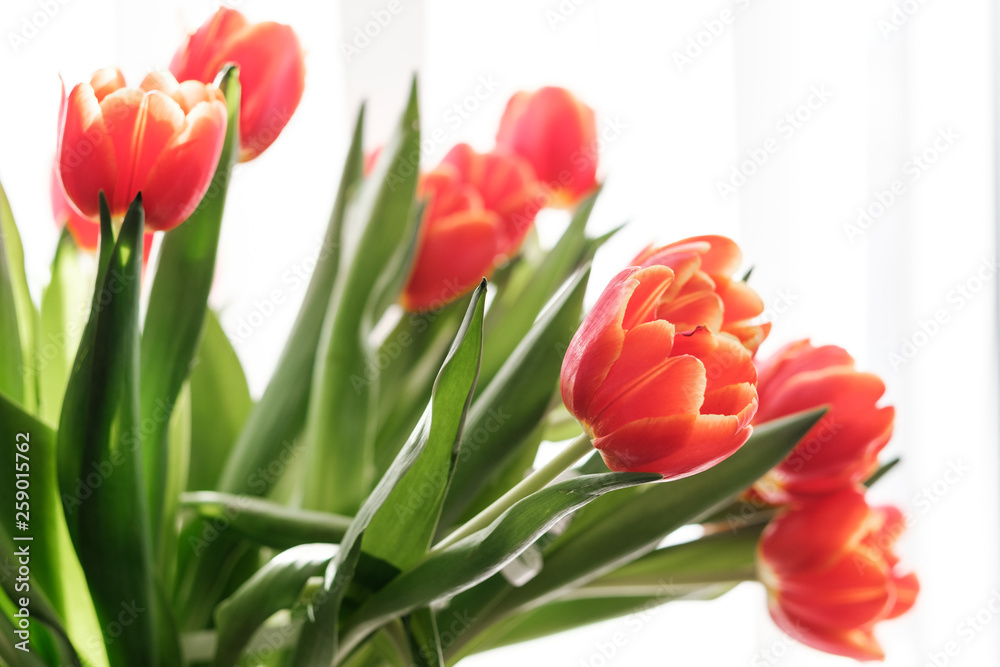 Bouquet of red tulips on a white background. Bouquet of red tulips on a white background.