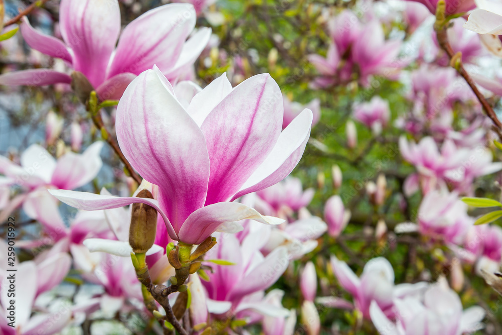 Tulpen-Magnolie (Magnolia × soulangeana) 