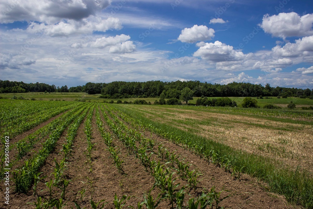 Rural area scenery with corn field in the spring. Beautiful blue sky in the background. Earth day concept. Nature protection