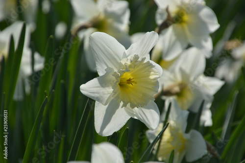 Narzissen - Narcissus