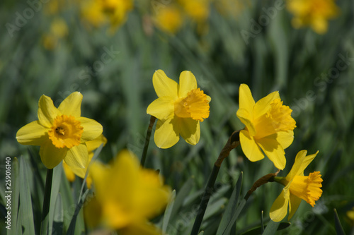 Narzissen - Narcissus