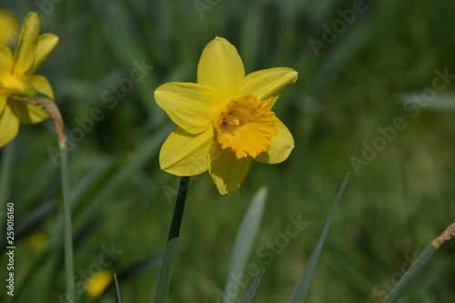 Narzissen - Narcissus