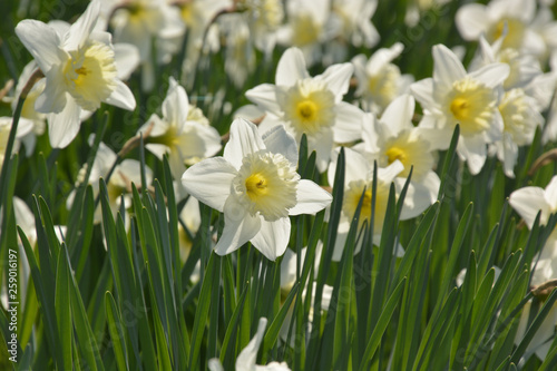 Narzissen - Narcissus