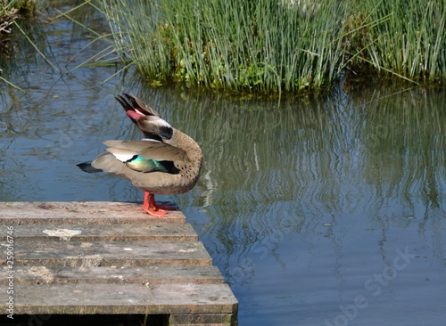 Φωτογραφία La toilette du canard