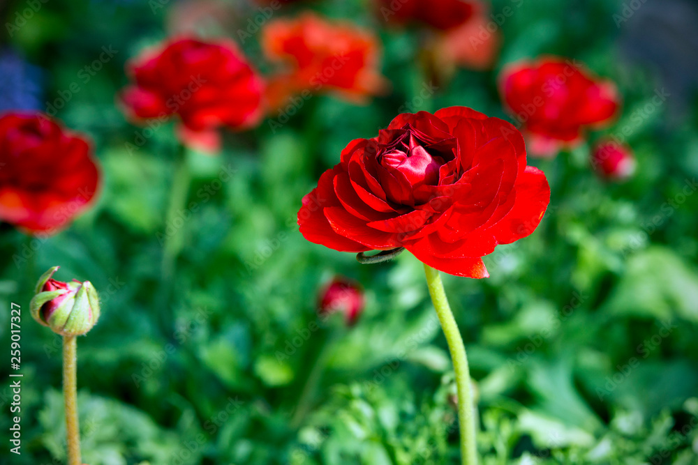 Beautiful red juicy flowers buttercups. Ranunkulyus Red (Red) on a sunny day in the Spanish city park. Beautiful red juicy flowers buttercups. Ranunkulyus Red (Red) on a sunny day in the Spanish city park.