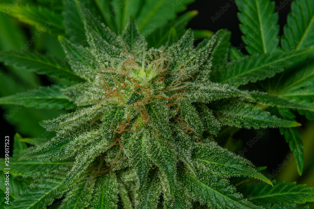 Afghan kush special variety of marijuana flower with aged blooms Afghan kush special variety of marijuana flower with aged blooms