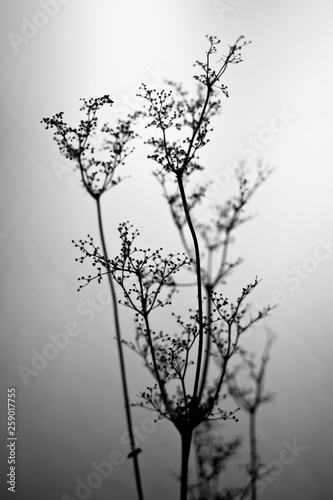Dry old flower in fog (black and white photo)