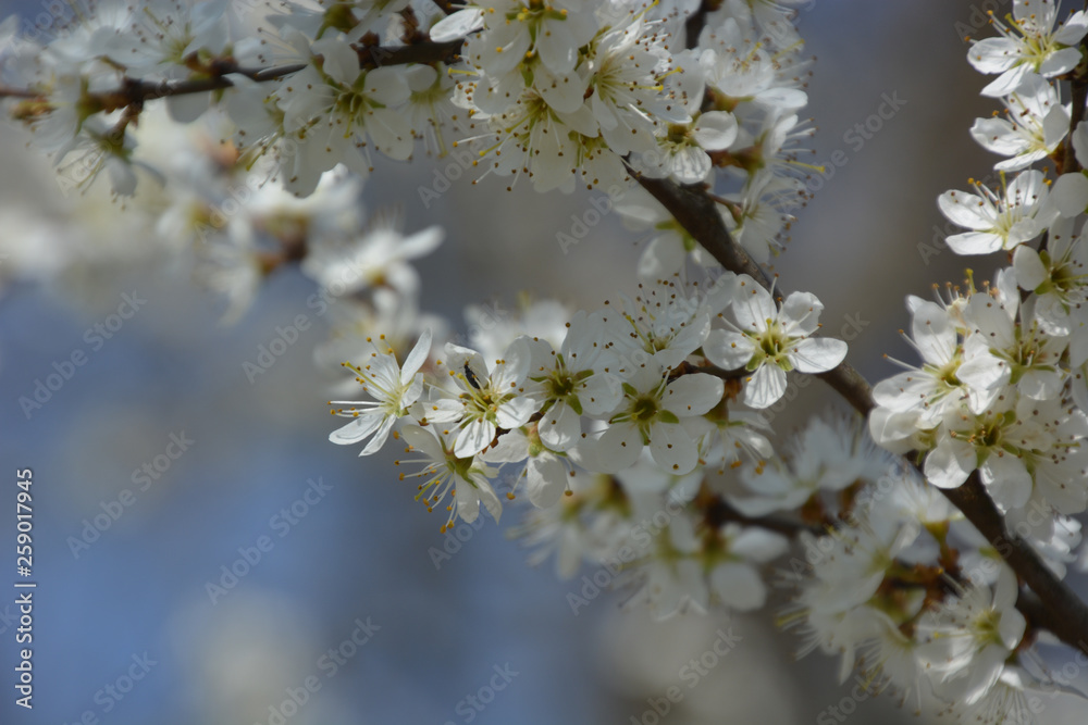 Obraz premium Spierstrauch - Spiraea
