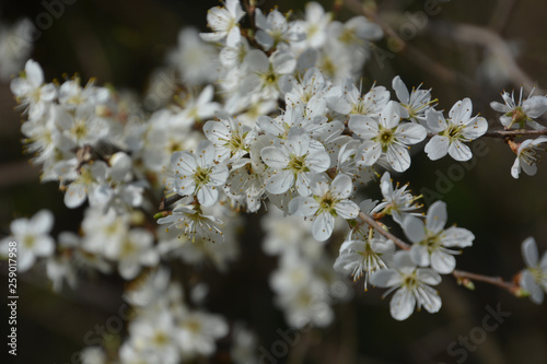 Spierstrauch - Spiraea