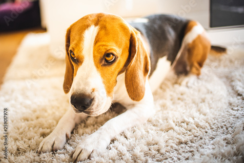 Beagle dog lying on carpet in cozy home.