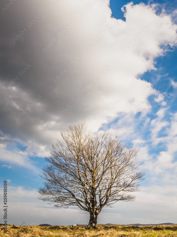 Beech without leaves in the Park of Monte Santiago next to the Nervion river jump Beech without leaves in the Park of Monte Santiago next to the Nervion river jump