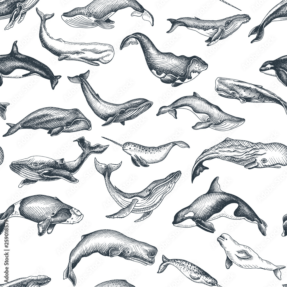 Fototapeta premium Pattern with whale. Hand drawn vector illustration with wildlife animals.