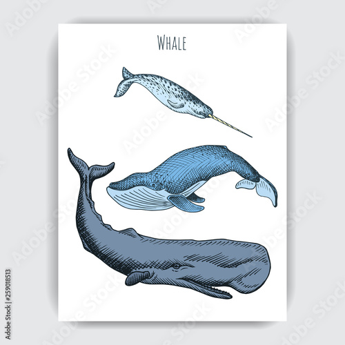 Card with whale. Colorful vector illustration with wildlifr animals.