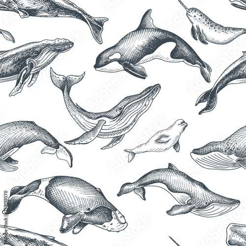 Pattern with whale. Hand drawn vector illustration with wildlife animals.