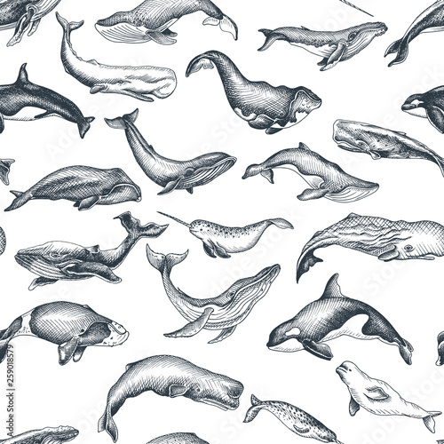 Pattern with whale. Hand drawn vector illustration with wildlife animals.