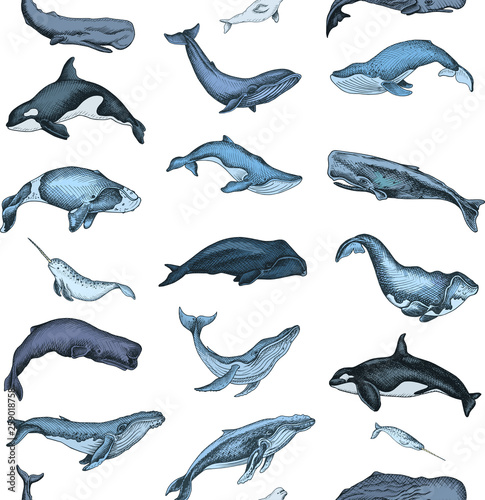 Pattern with whale. Hand drawn vector illustration with wildlife animals.