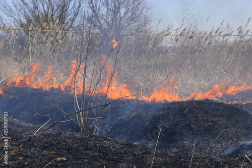 Fire on a plot of dry grass, burning of dry grass and reeds