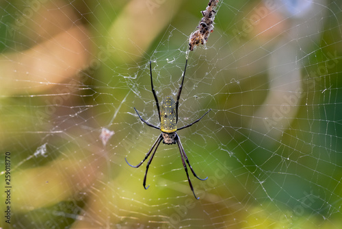 A huge tropical spider in a web