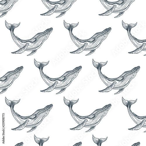 Pattern with whale. Hand drawn vector illustration with wildlife animals.