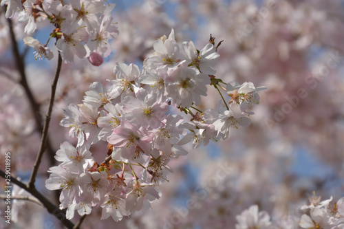 Zierkirsche - Japanische Blütenkirsche - Prunus serrulata