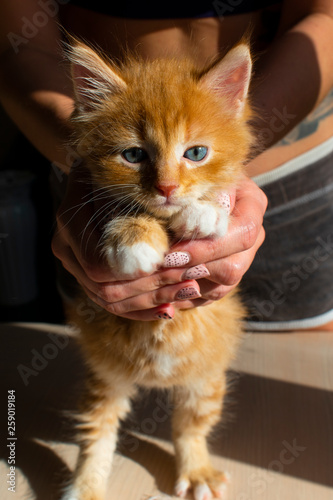 Striped funny red kitten with blue eyes and white paws close-up. Hands hostess hold tight kitten. Animal theme for children