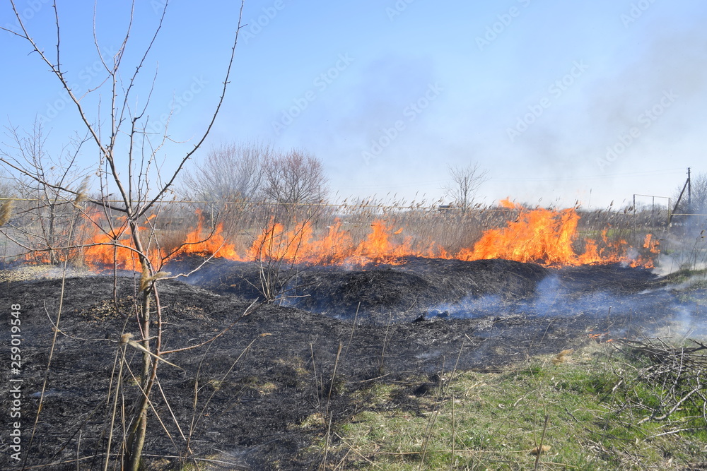 Fototapeta premium Fire on a plot of dry grass, burning of dry grass and reeds