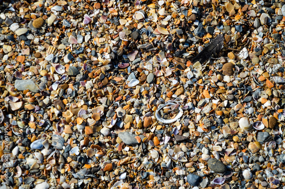 shell beach background