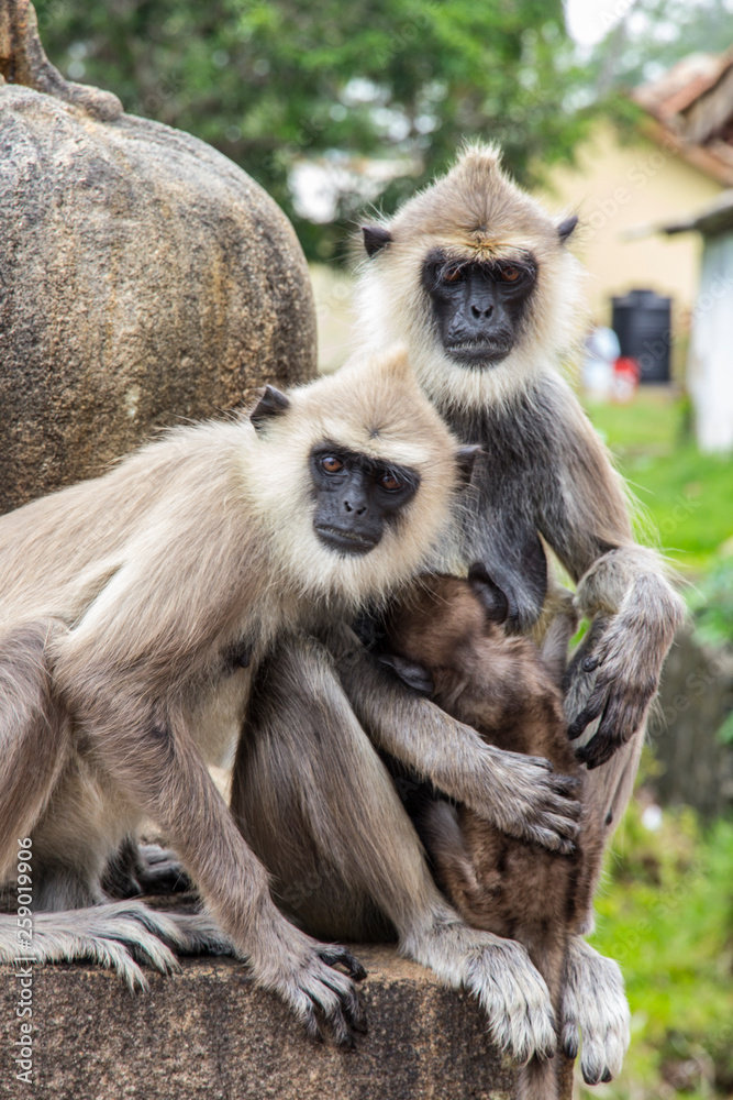Family of monkeys, father, mother and baby sitting on a stone