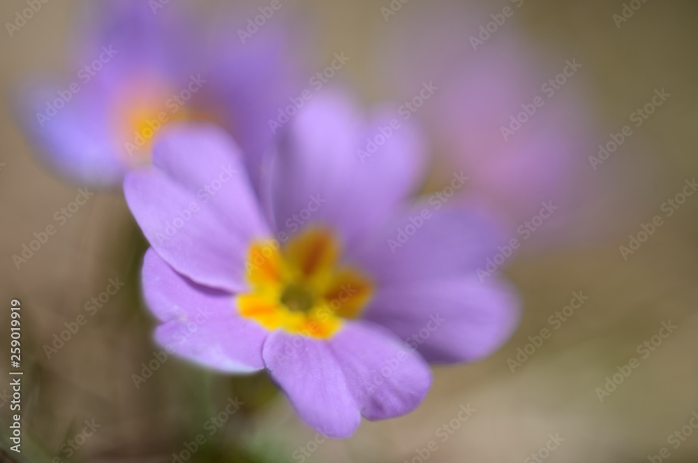 Beautiful purple flower.  Macro close up fine art, , blurred image, selective focus. Background, cover.