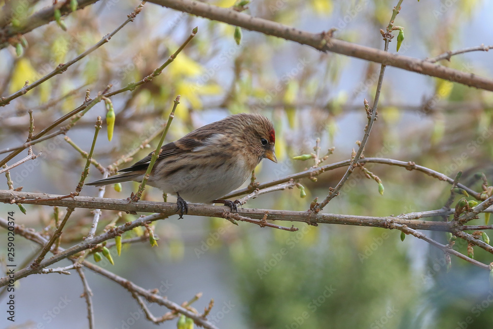 Lesser Redpoll Lesser Redpoll