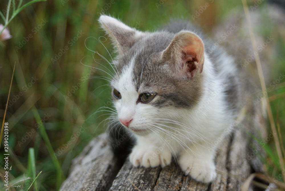 primo piano di gattino domestico bianco e grigio