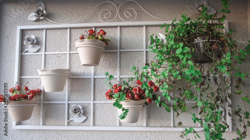 Plants decoration