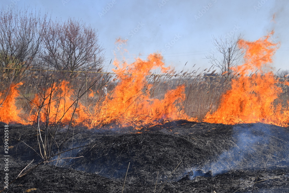 Fototapeta premium Fire on a plot of dry grass, burning of dry grass and reeds