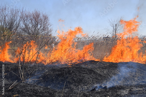Fire on a plot of dry grass, burning of dry grass and reeds © eleonimages