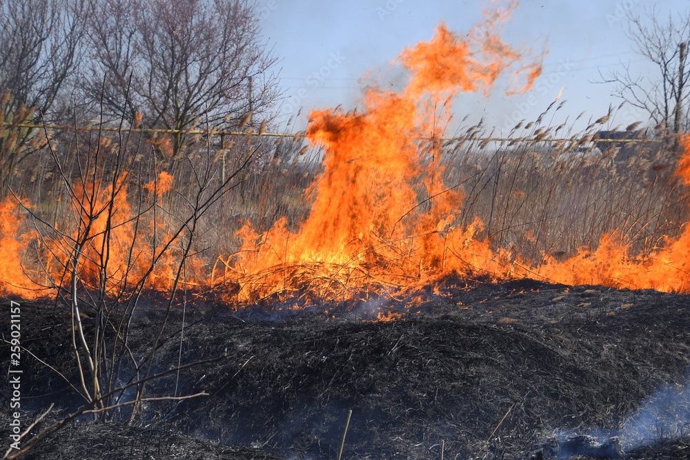 Fire on a plot of dry grass, burning of dry grass and reeds