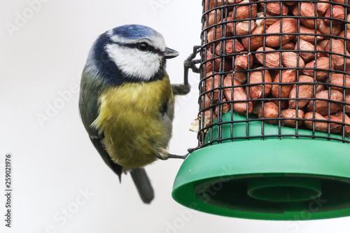 Blue Tit on a feeder