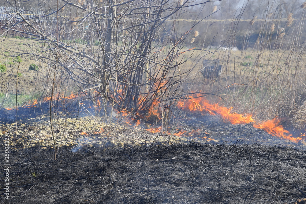 Fire on a plot of dry grass, burning of dry grass and reeds