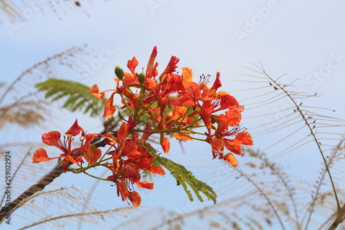 Thai blooming caesalpinia  photo