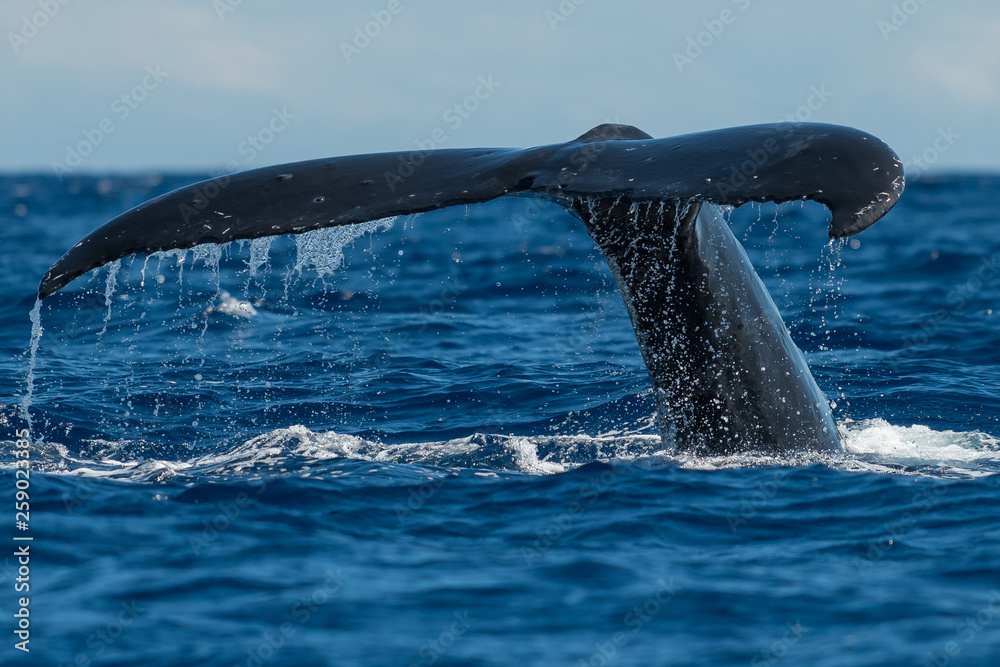Naklejka premium Humpback whale tail fluke.