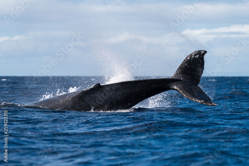 Humpback whale peduncle throw.