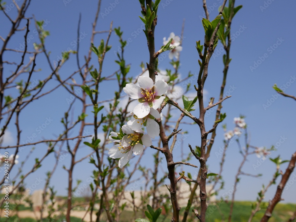 The first peach flowers in March against the blue sky with clouds